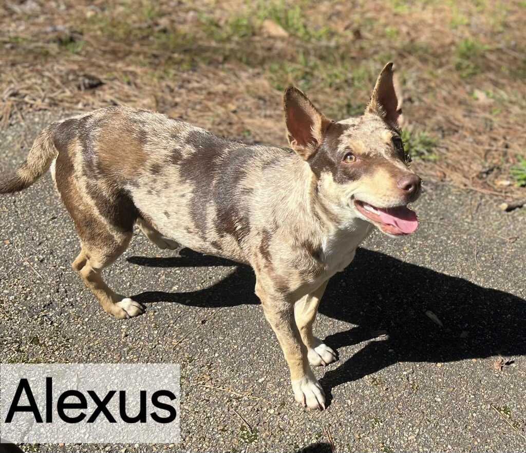 Foster a Dog Pike County MS