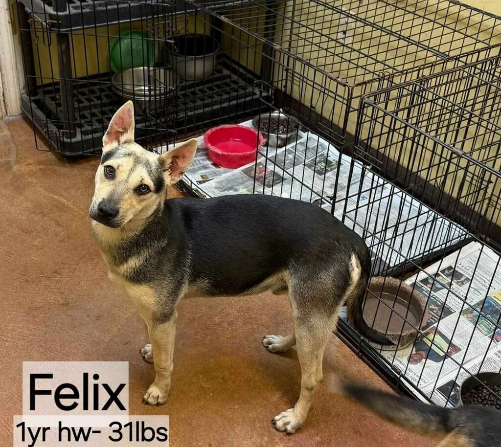 Dogs for Adoption Pike County MS