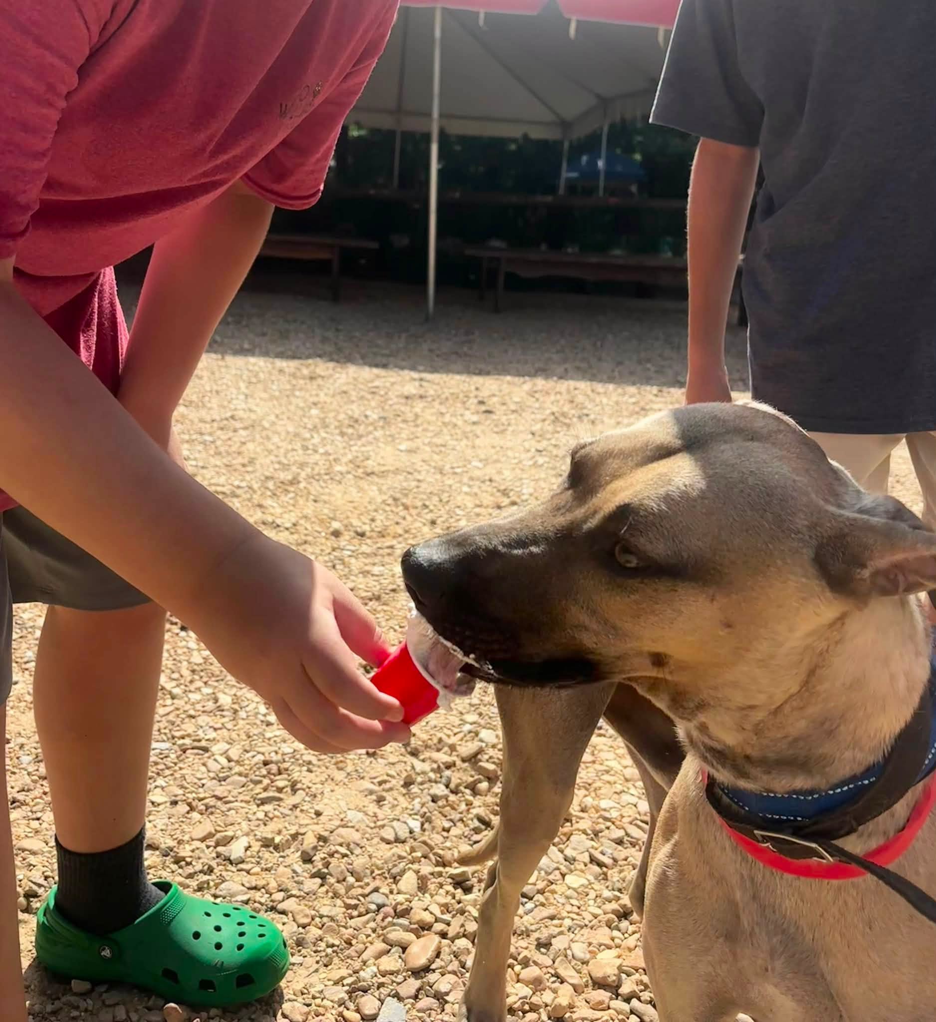 Pet Foster Program Pike County MS