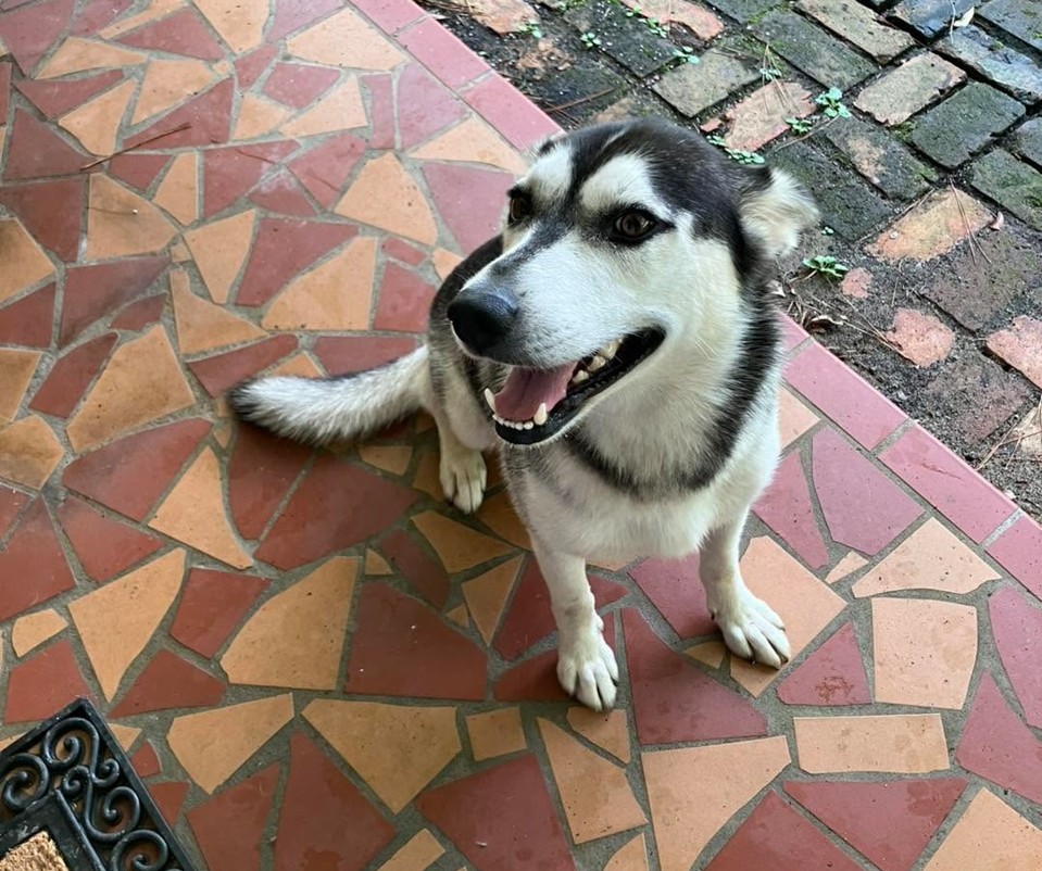 Rescued husky mix dog smiling in the sunshine after finding care at PALS Rescue in Pike County MS