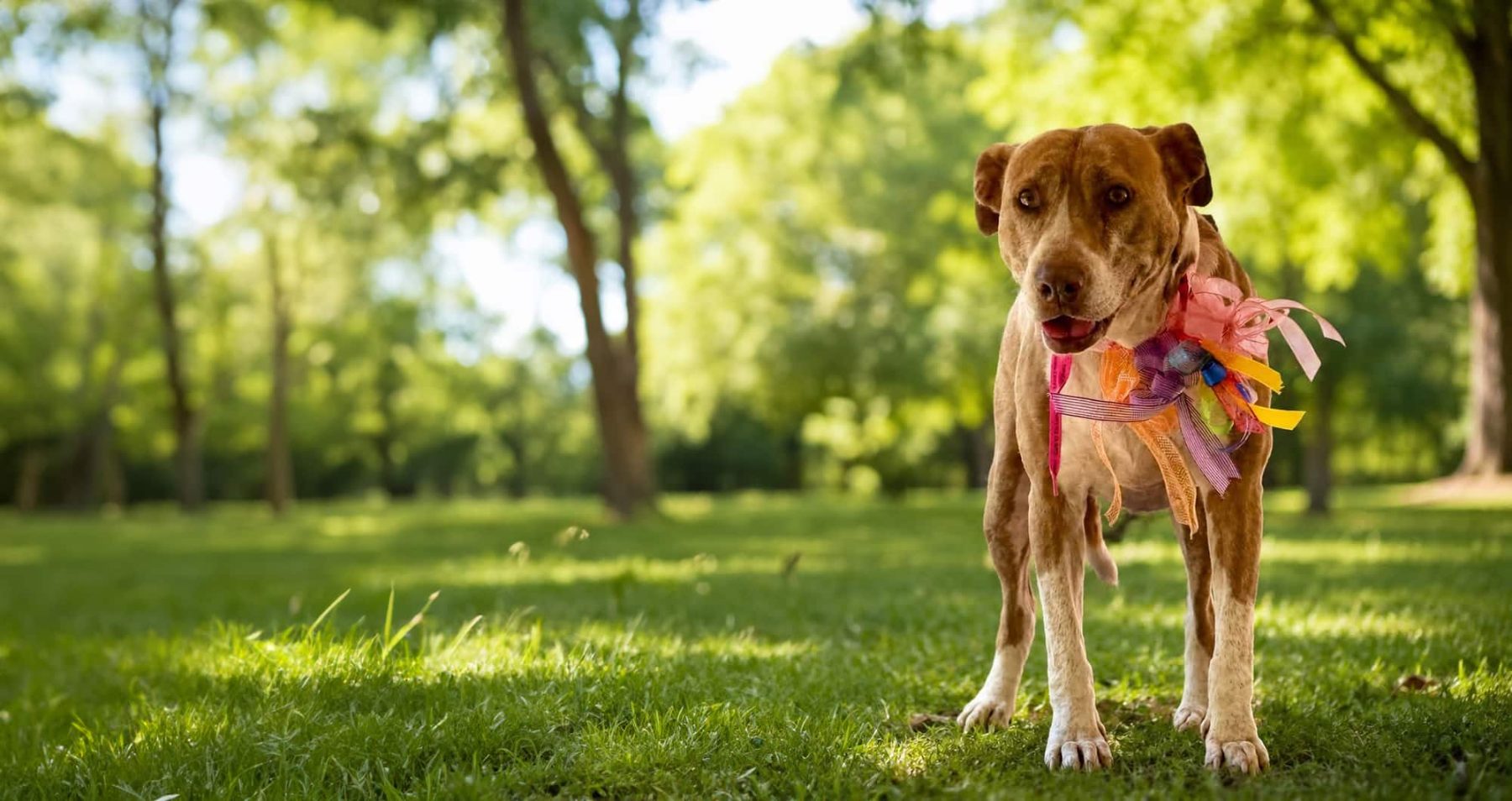 Where to Adopt a Dog in Pike County MS