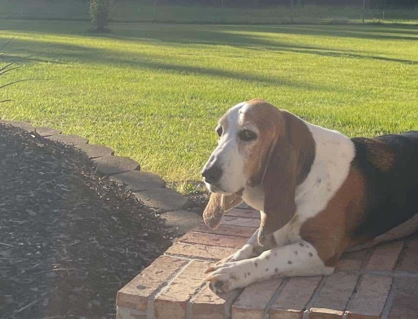 Basset hound foster dog resting peacefully on a sunny brick step at a Pike County foster home
