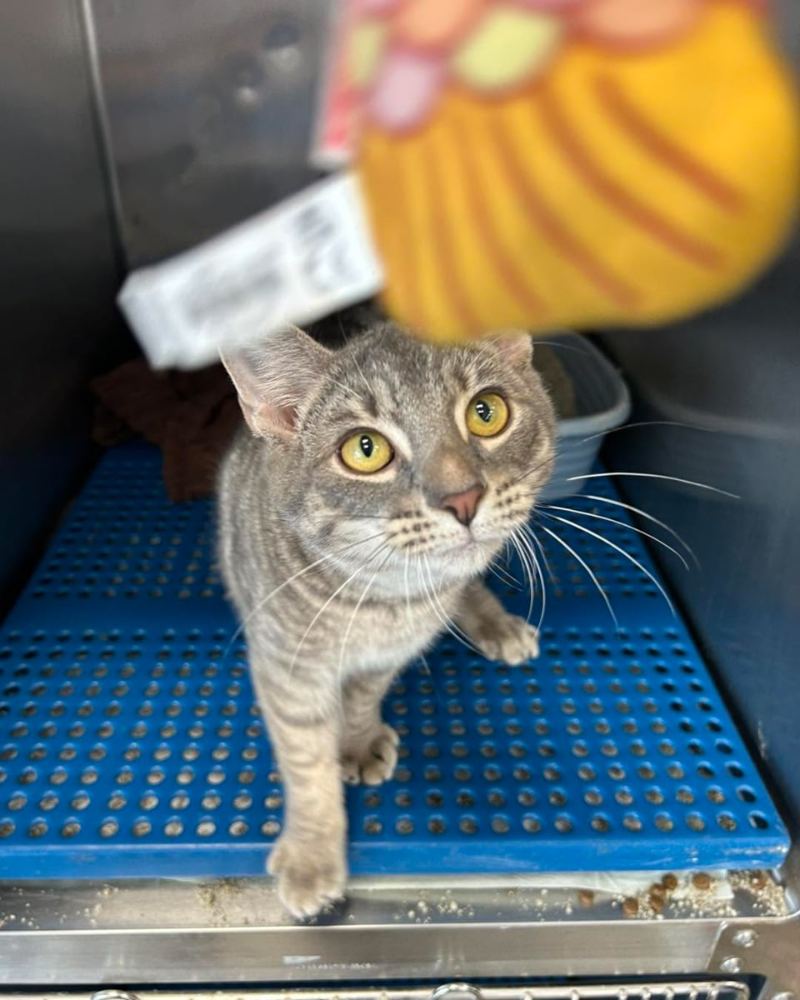 Adoptable gray tabby rescue cat stepping forward at the PALS Rescue shelter in McComb MS