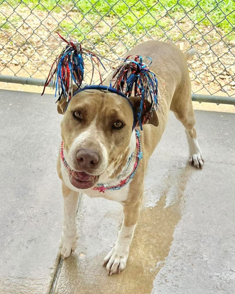 Rescue dog wearing festive beads at the PALS Rescue no-kill shelter in McComb, Mississippi