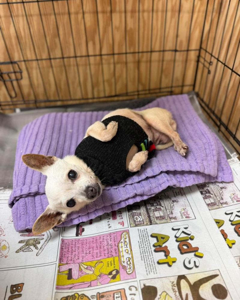 Small senior rescue dog resting in a sweater on a purple blanket at PALS Rescue in Pike County MS
