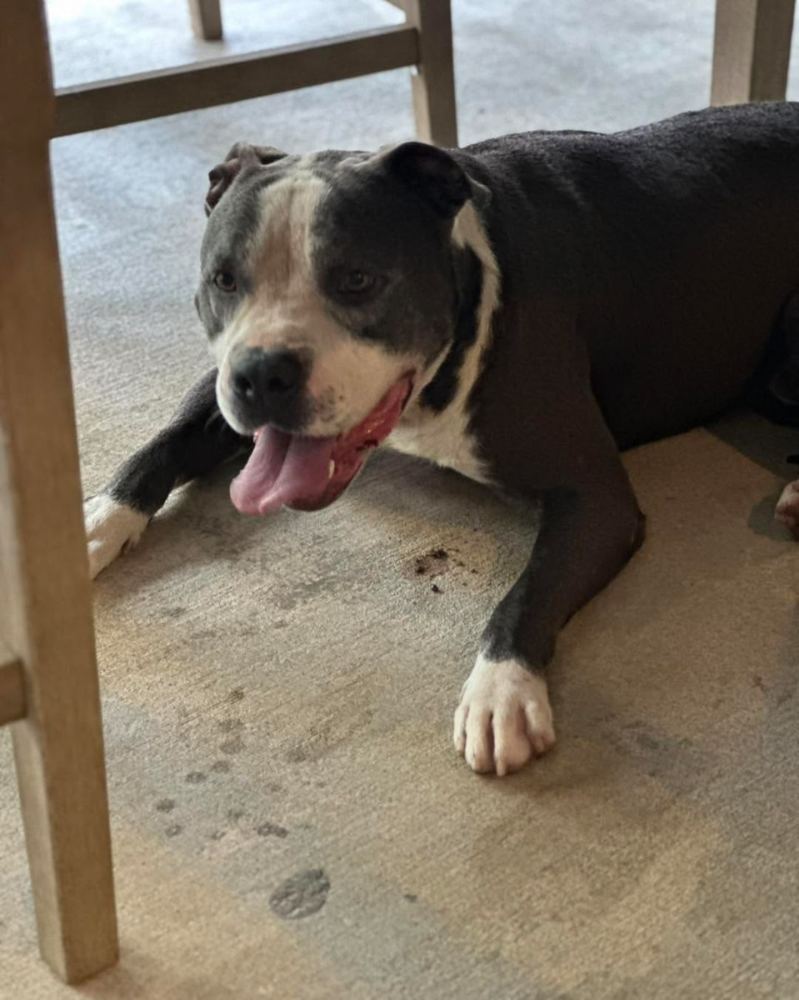 Rescued black and white dog resting comfortably in the shade at PALS Rescue in McComb MS