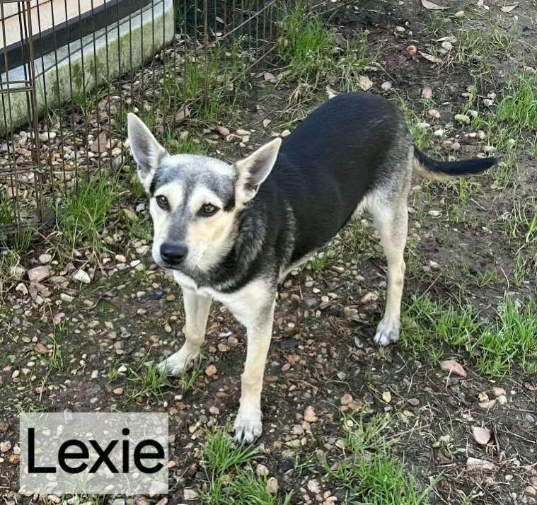 Where to Adopt a Dog in Pike County MS