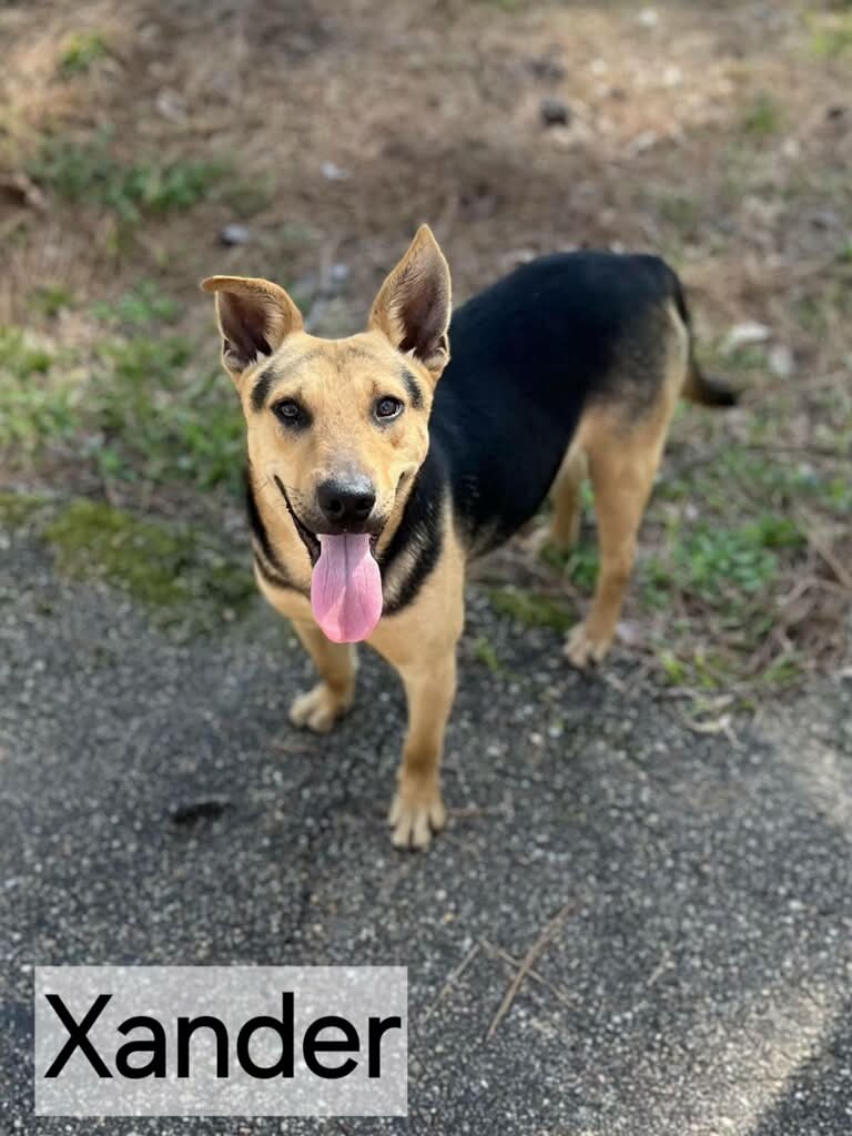 Pet Adoption Pike County MS